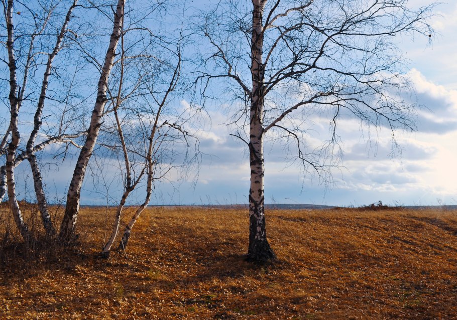 Березка Агашина
