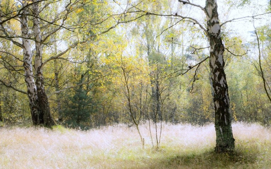 Береза с несколькими стволами
