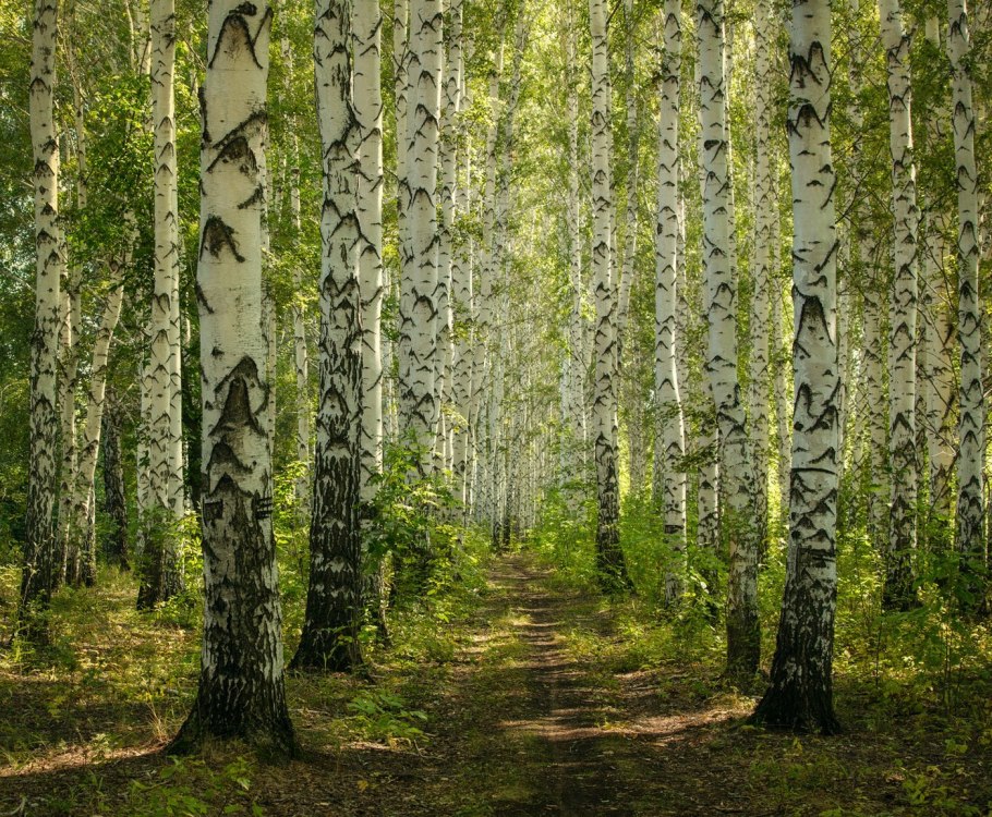 Визябож ельник 2