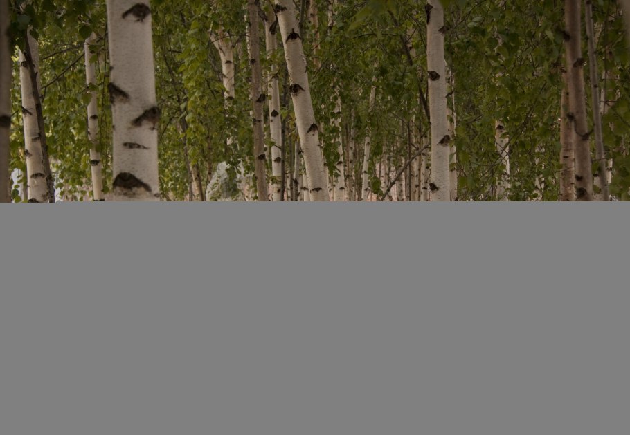 «Березовый лес под Темниковом» (1972)