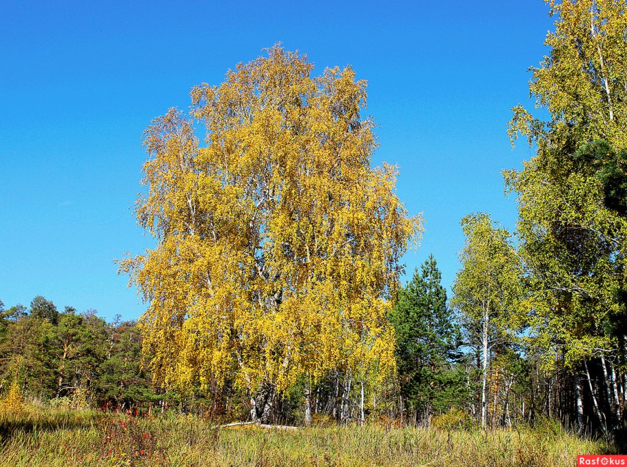 Американская береза