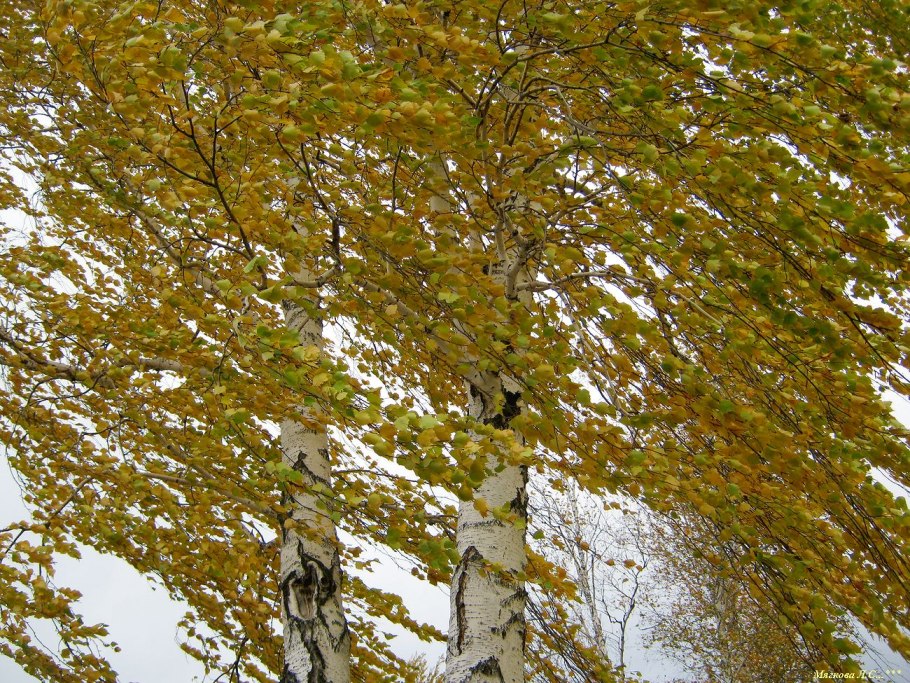 Береза желтая