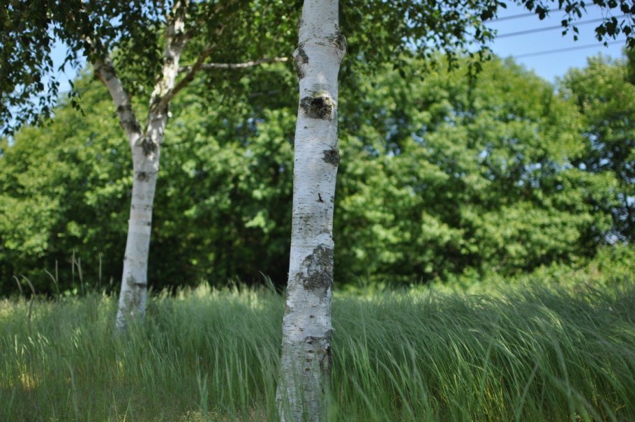 Березка Воронеж