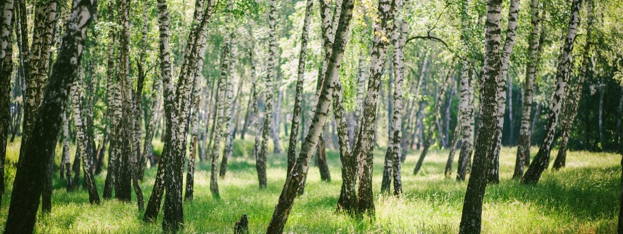 Береза повислая в России
