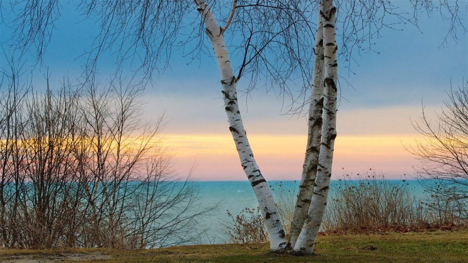 Дерево береза тополесистая