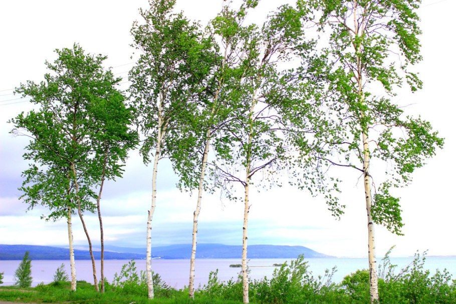 Береза летом с кроной