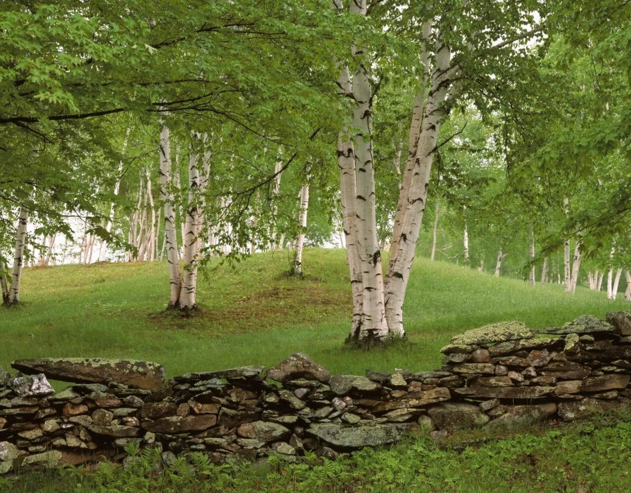 Высокая береза