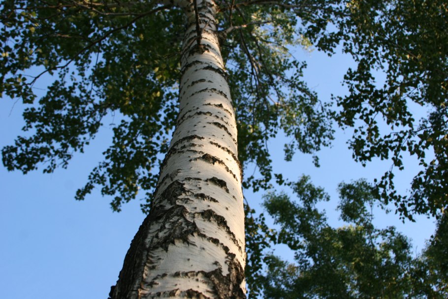Поваленная береза Старая