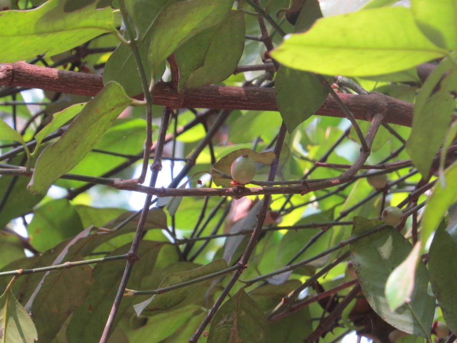 Garcinia Morella цветение