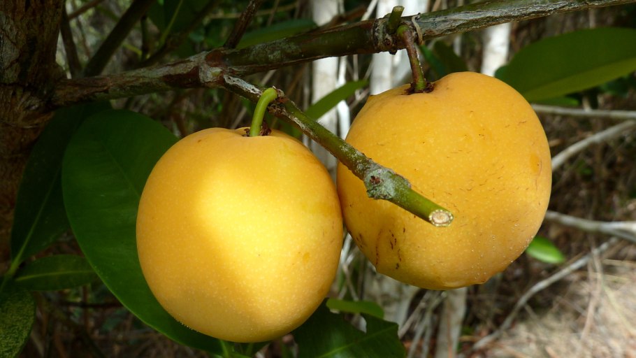 Garcinia Morella цветение