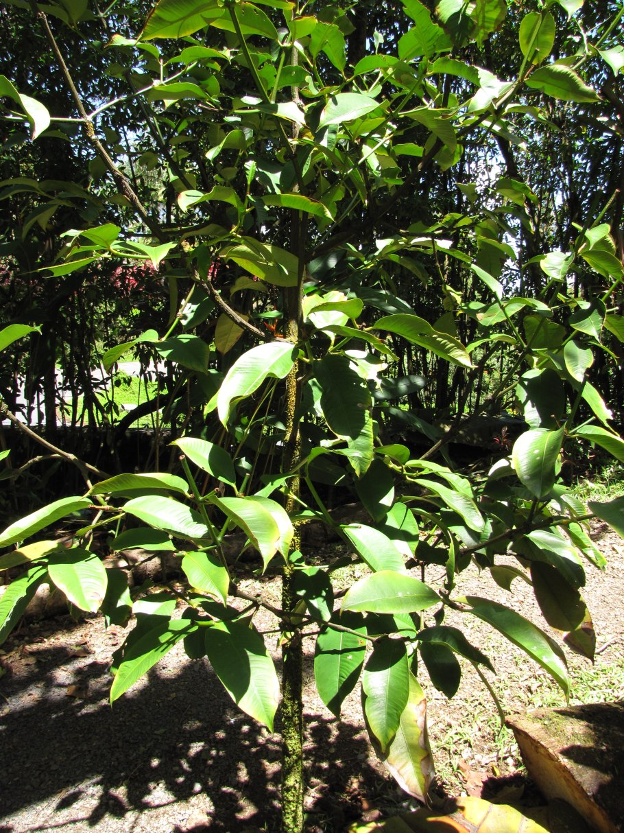 Hazal Medical Group гарциния