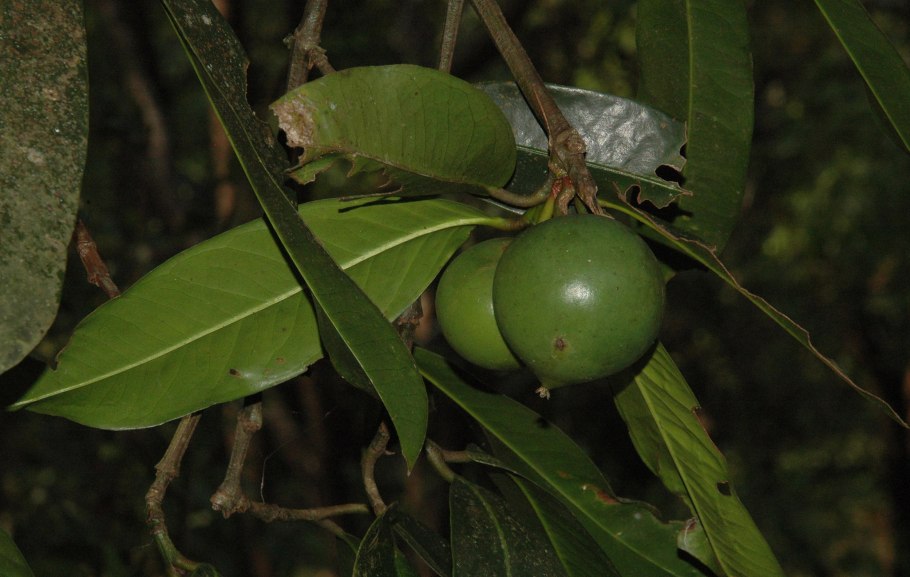 Garcinia forbesii роза Кандис
