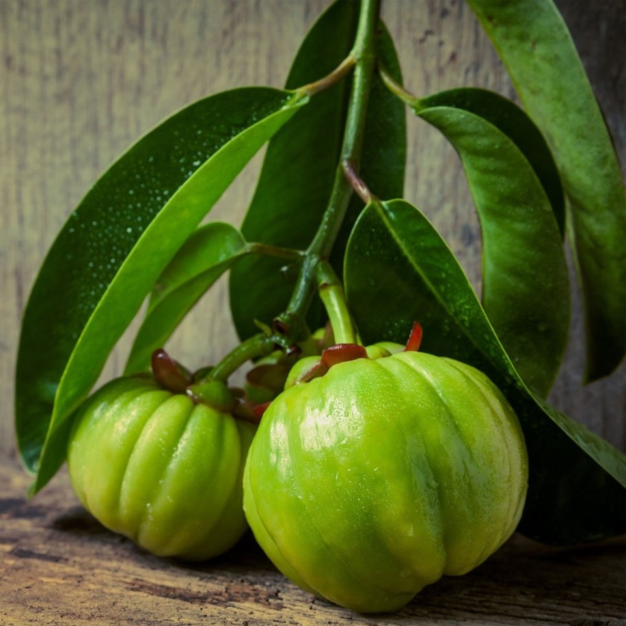 Листья гарцинии Хиккадува