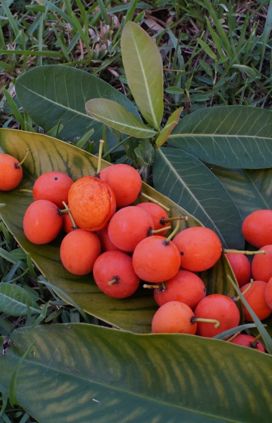 Гарциния слим