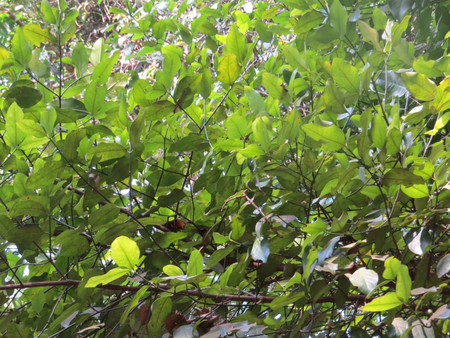 Гарциния Ливингстона