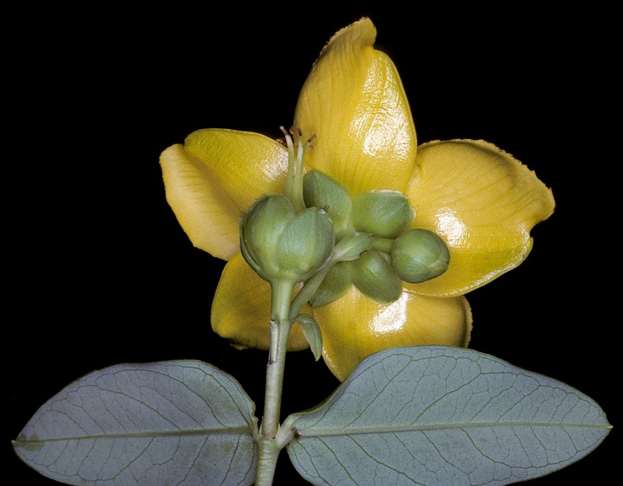 ИМБЕ Африканский мангостин