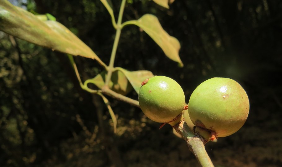 Garcinia Morella цветение