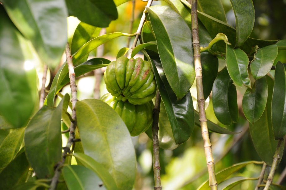 Гарциния камбоджийская