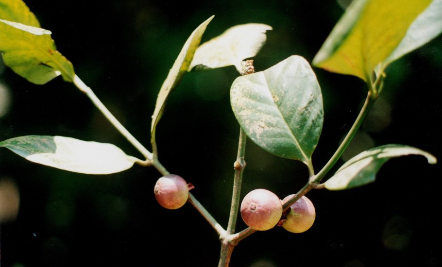 Морелла (Garcinia Morella)