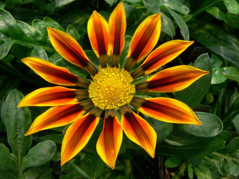 Стоимость сбора ягоды гарцинии