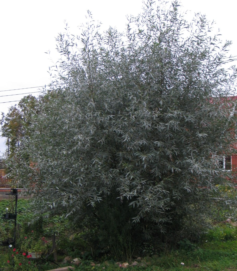 Ива белая, серебристая, ветла (Salix Alba)