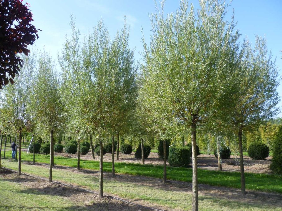 Ива белая “чермезина” (salix alba “chermesina”)