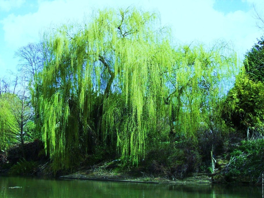 Горловка плакучая Ива