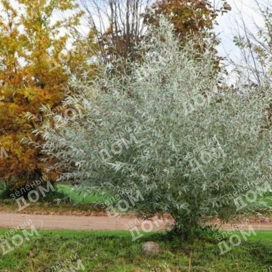 Populus glauca
