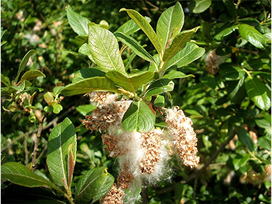 Ива пепельная salix cinerea