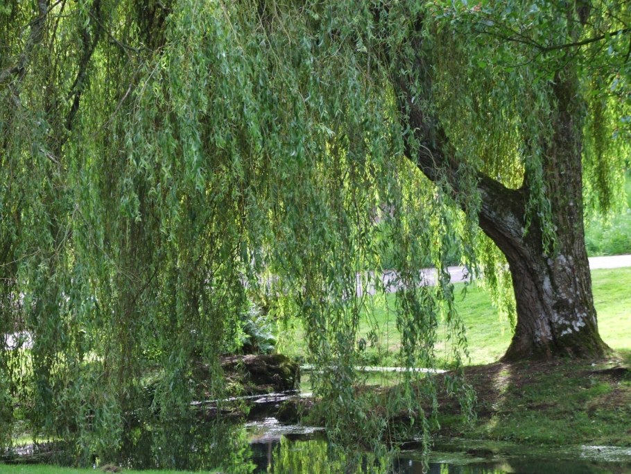 Weeping willow tree