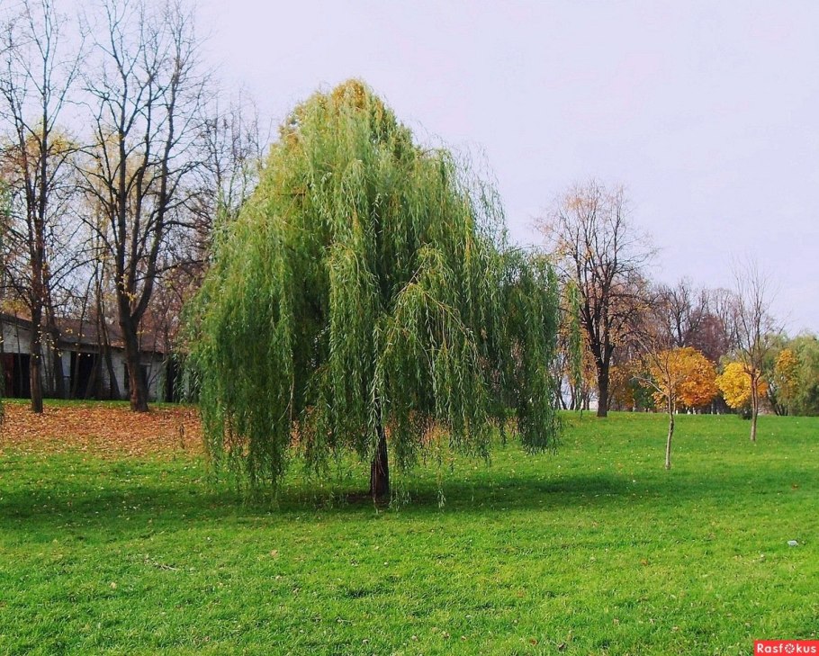 Лох серебристый кустарник