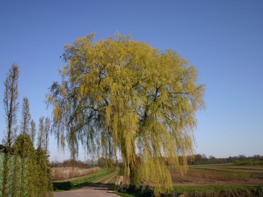 Weeping willow tree