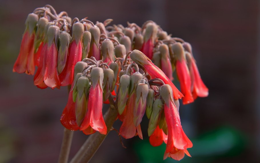 Бриофиллум Буварда