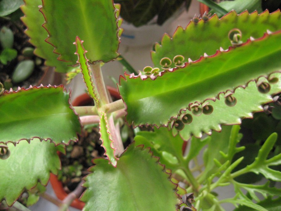 Каланхоэ бриофиллум