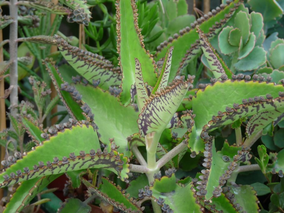 Бриофиллум Дегремона