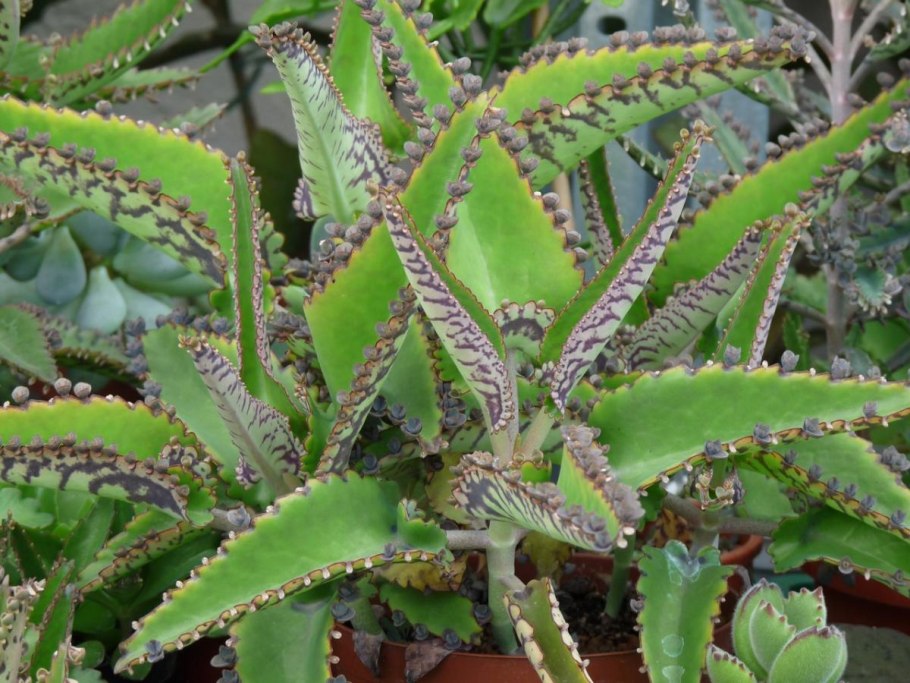 Каланхоэ дегремона (kalanchoe daigremontiana)