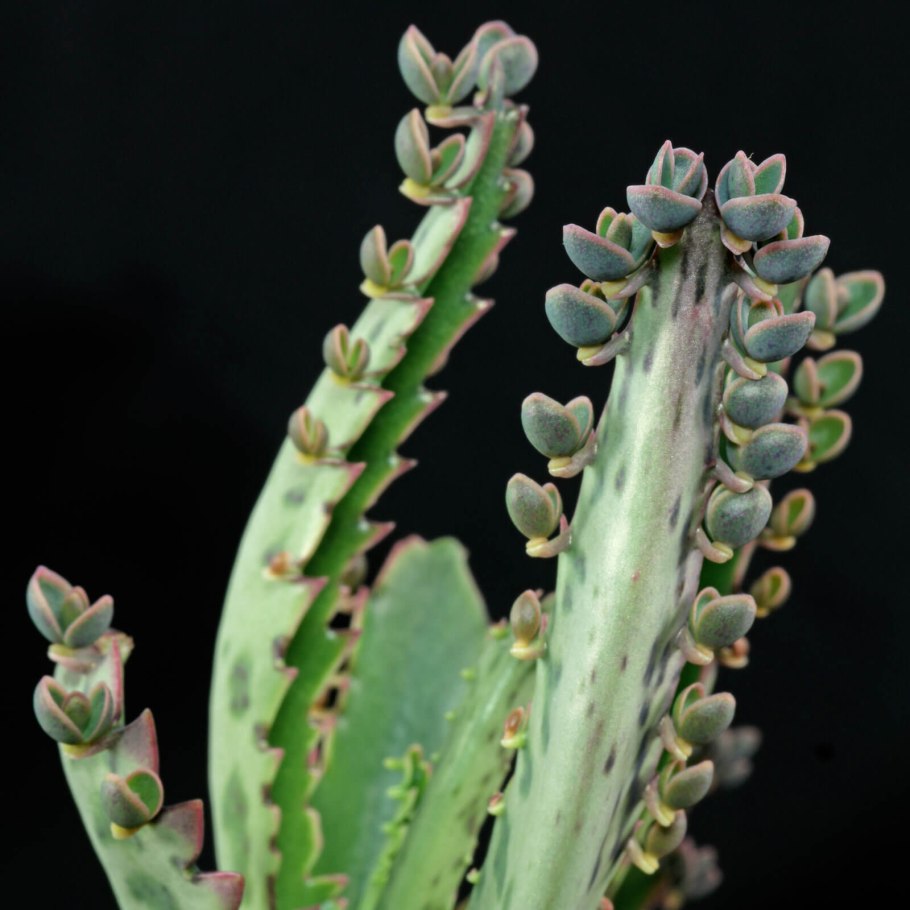 Бриофиллум дегремона