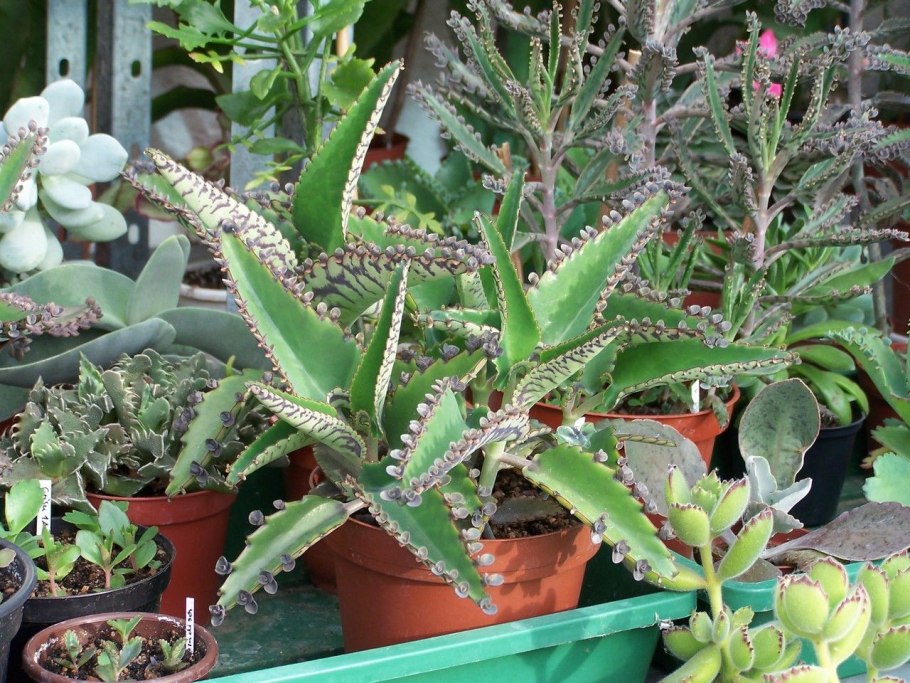 Каланхоэ дегремона (kalanchoe daigremontiana)