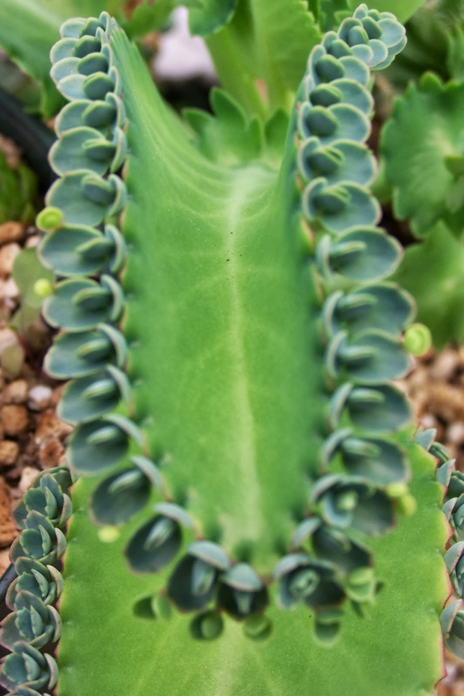 Каланхоэ бриофиллум дегремона