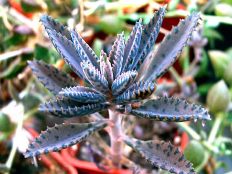 Каланхоэ Дегремона