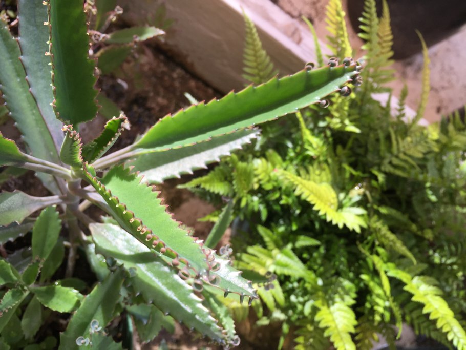 Растения «каланхоэ каландива