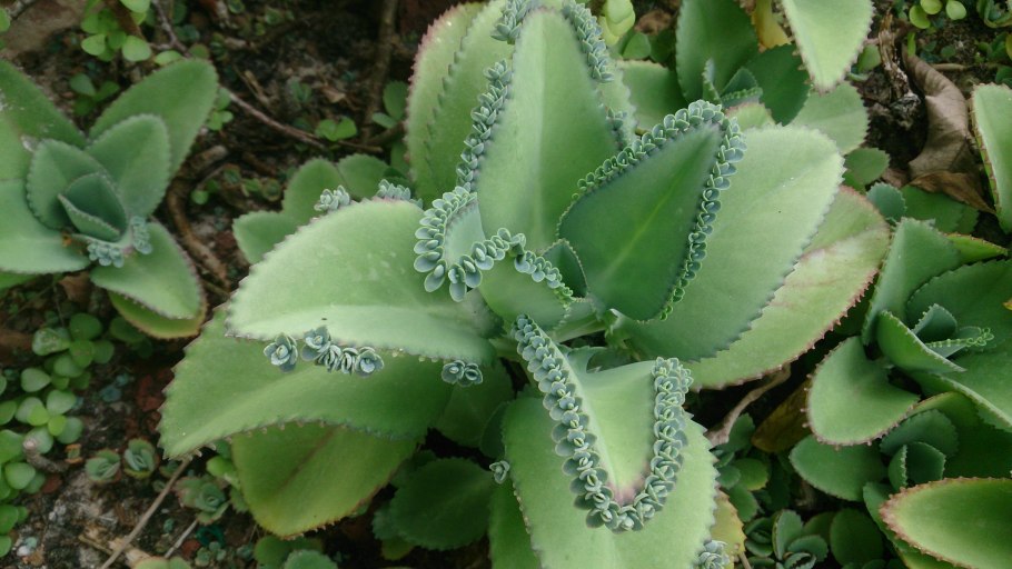 Бриофиллум Дегремона