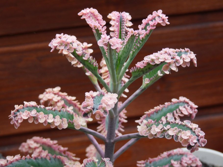 Каланхоэ серрата kalanchoe serrata