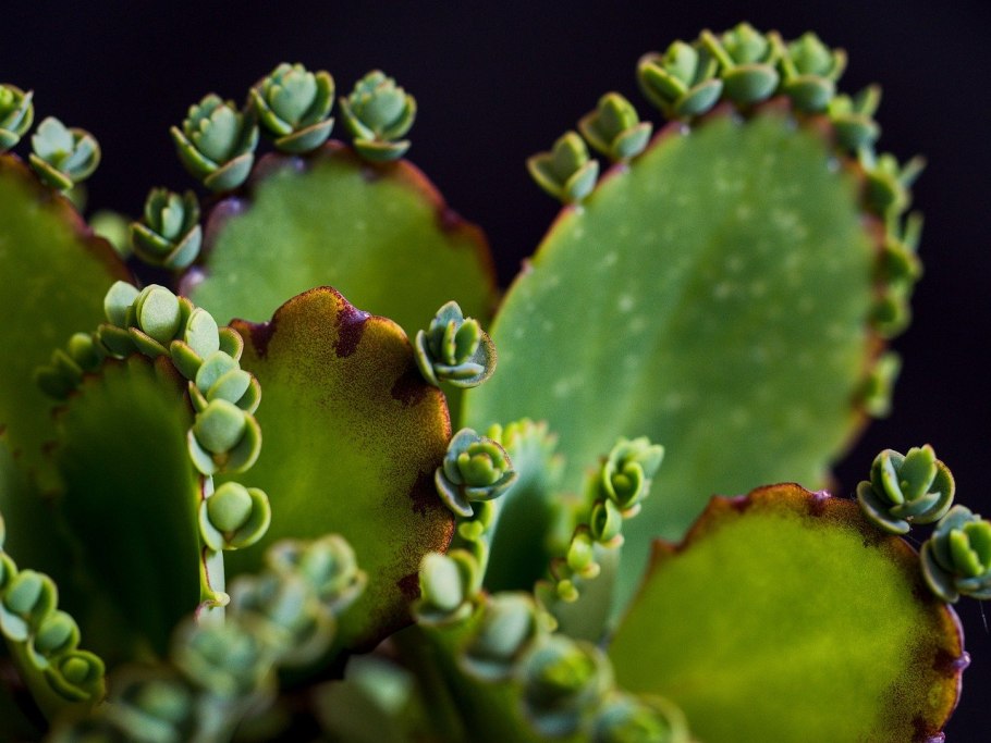 Каланхоэ суккулент