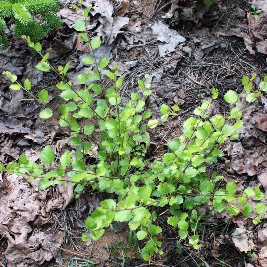 Береза карликовая Nana