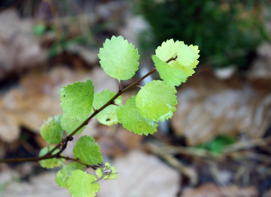 Берёза Betula Nana