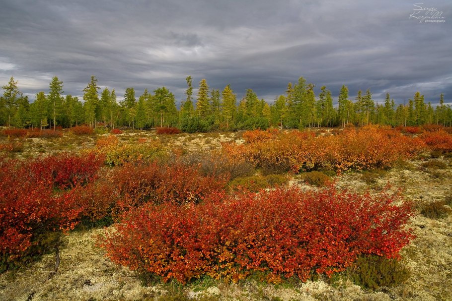 Тундра норильск природа