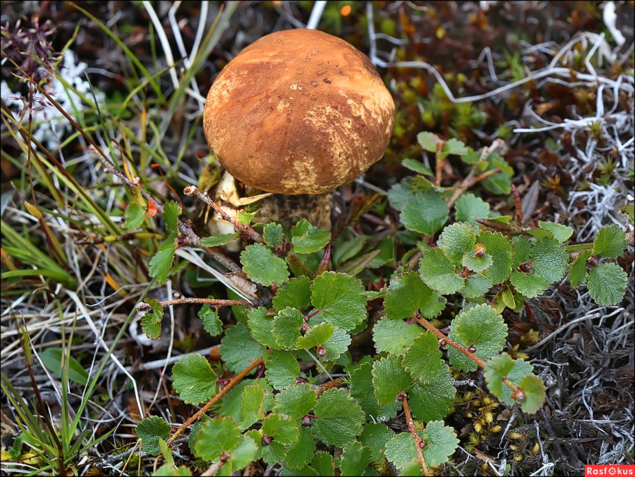 Береза карликовая Betula Nana осенью