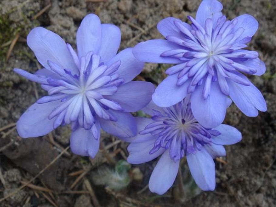 Печеночница трансильванская голубая