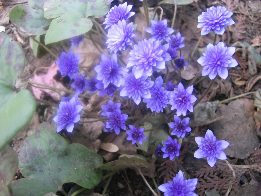 Печёночница обыкновенная